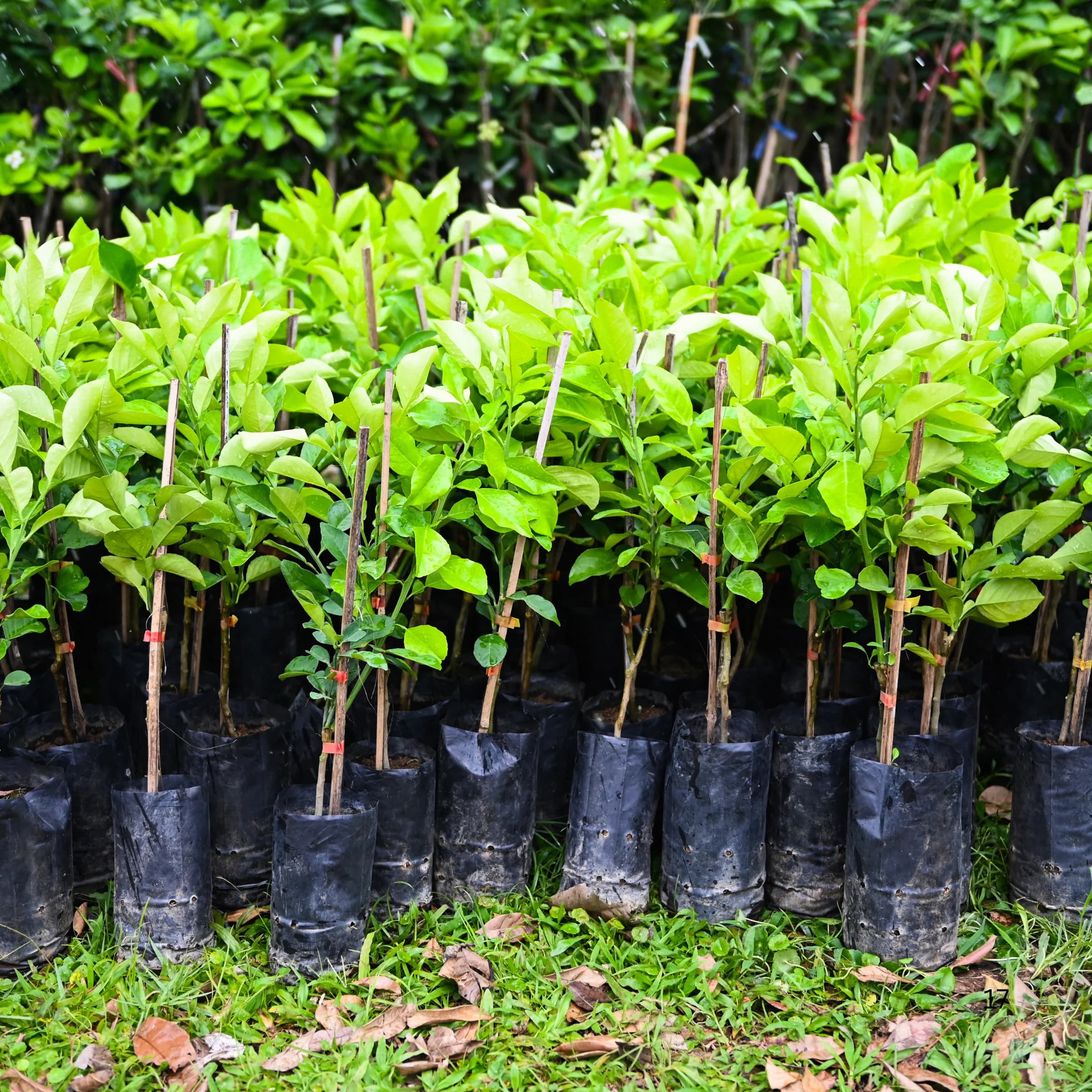 Tree Nursery Bags