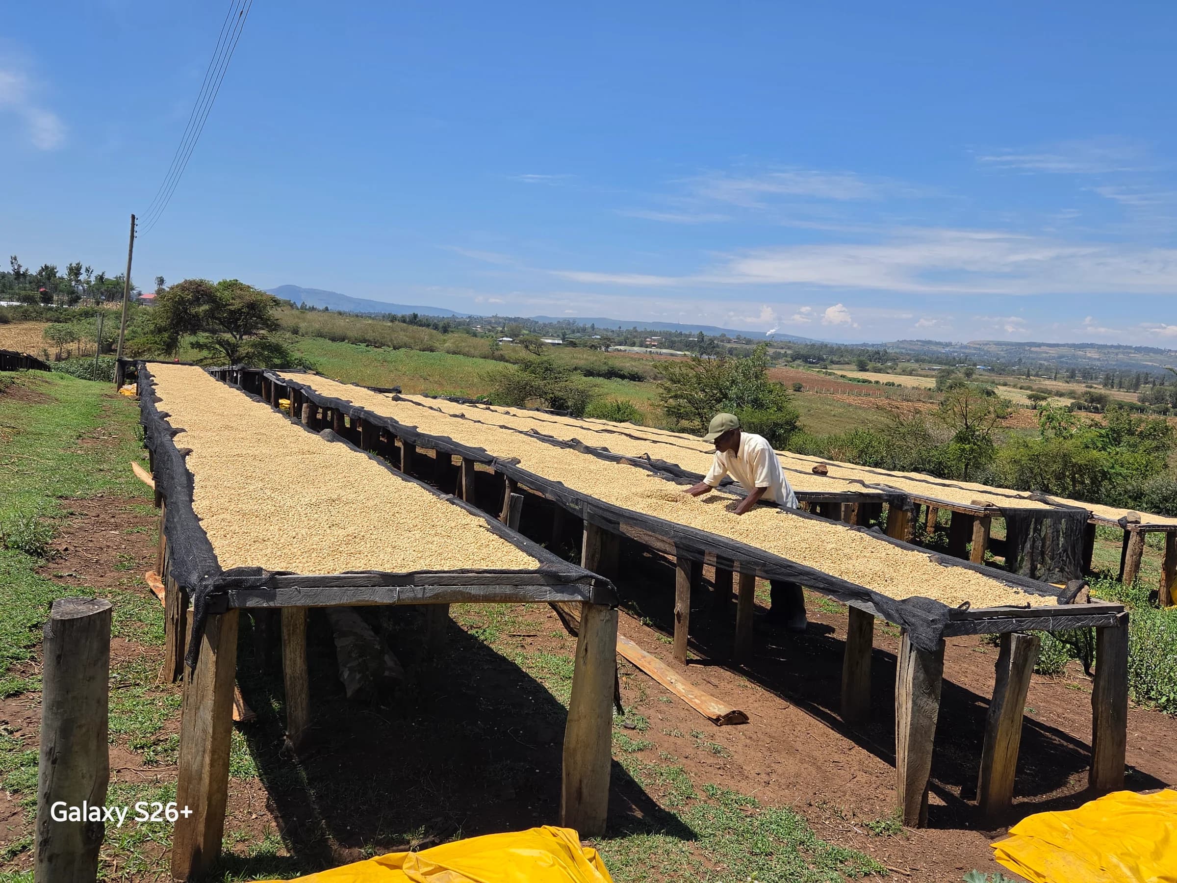 Shade nets on coffee drying beds