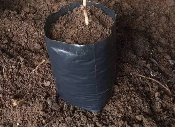 Tree Nursery Bags