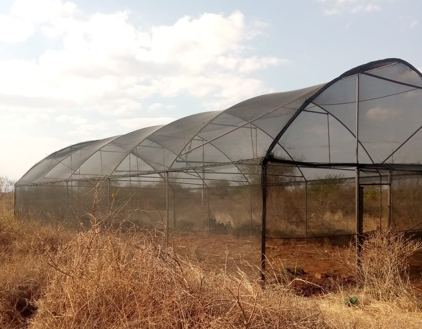 Vegetable Shade Net House in Voi, Taita Taveta
