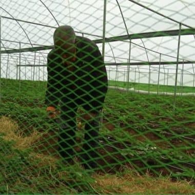 Anti-Insect Nets & Bird Nets